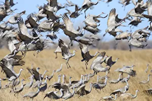 Sandhill Cranes (Grus canadensis) feeding in agricultural fiields during migration Sandhill Cranes (Grus canadensis) feeding in agricultural fiields during migration