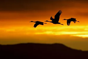 Cranes Prints: Sandhill Cranes (Grus canadensis) in flight silhouetted against dawn light