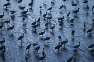 Gruidae Prints: Sandhill Cranes (Grus canadensis) roosting in the Platte River during their northward