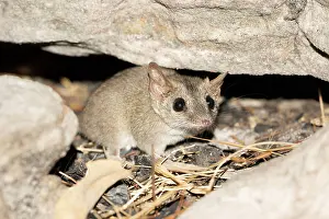 Marsupialia Prints: Sandstone false antechinus (Pseudantechinus bilarni) foraging on a scree slope at night