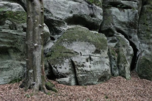 Sandstone formations with a Beech tree trunk (Fagus sylvatica) Echternach, Mullerthal
