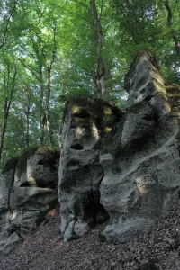 Images Dated 25th May 2009: Sandstone formations and Beech trees (Fagus sylvatica) Echternach, Mullerthal, Luxembourg