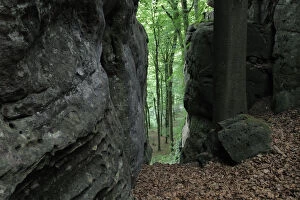 Sandstone formations in forest with Beech trees (Fagus sylvatica) Consdorf, Mullerthal