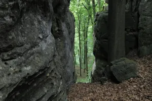 Jesper T Nning Prints: Sandstone formations in forest with Beech trees (Fagus sylvatica) Consdorf, Mullerthal