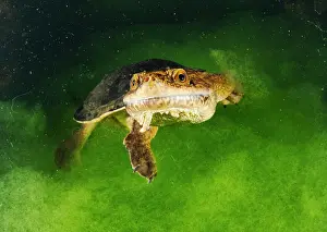 Western Australia Prints: Sandstone long-necked turtle (Chelodina burrungandjii) with head above water surface at night