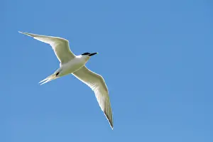 Sterninae Prints: Sandwich tern (Thalasseus sandvicensis) in breeding plumage in flight against blue sky