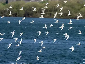 Sterninae Prints: Sandwich tern (Thalasseus sandvicensis) flock in flight over lagoon