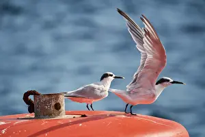 Sterninae Prints: Two Sandwich terns (Thalasseus sandvicensis) portrait