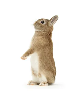 Sandy Netherland dwarf-cross rabbit, Peter, standing up, against white background