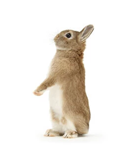 Sandy Netherland dwarf-cross rabbit, Peter, standing up, against white background []