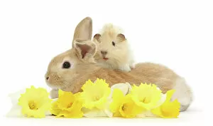 What's New: Sandy rabbit and Guinea pig with daffodils, portrait