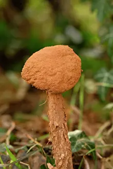 Agaricaceae Prints: Sandy stiltball (Battarrea phalloides) in woodland