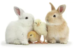 Two Sandy and white rabbits with two yellow Bantam chicks, portrait