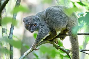 Brown Lemurs Prints: Sanford's brown lemur (Eulemur sanfordi) female