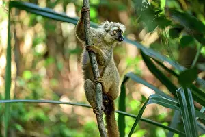 Brown Lemurs Prints: Sanford's brown lemur (Eulemur sanfordi) male