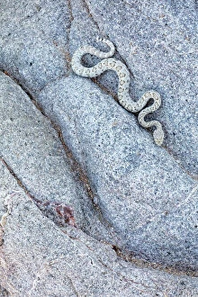 Camouflage Gallery: Santa Catalina Island rattlesnake (Crotalus catalinensis), only rattlesnake without rattle