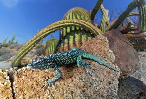 Spike Prints: Santa Catalina Island side-blotched lizard (Uta squamata) in front of Sour pitaya cactus (Stenocereus gummosus)