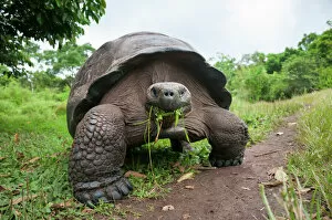 Trending: Santa Cruz Galapagos tortoise (Chelonoidis nigra porteri) feeding on grass, Santa Cruz Highlands