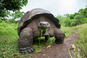 Santa Cruz Galapagos tortoise (Chelonoidis nigra porteri) feeding on grass, Santa Cruz Highlands