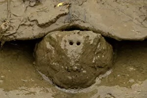 Vulnerable Collection: Santa Cruz giant-tortoise (Chelonoidis porteri) covered in mud, Santa Cruz Island