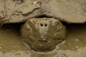 Testudinidae Prints: Santa Cruz giant-tortoise (Chelonoidis porteri) covered in mud