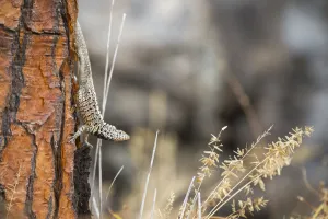 Santa Cruz lava lizard (Microlophus indefatigabilis), Santa Fe Island, Galapagos