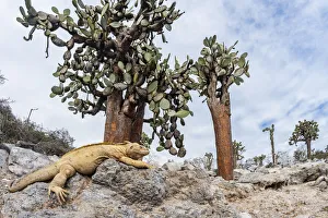 February 2022 Highlights Collection: Santa Fe land iguana (Conolophus pallidus) with Giant prickly-pear cactus (Opuntia echios)