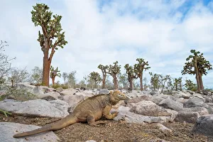 Succulents Prints: Santa Fe land iguana (Conolophus pallidus) among Giant prickly pear cactus (Opuntia echios) forest