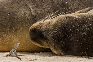Zalophus Prints: Santa Fe lava lizard (Microlophus albemarlensis) on sand by a resting Galapagos sea lion