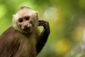 Cebus Malitiosus Prints: Santa Marta white-fronted capuchin (Cebus malitiosus) portrait