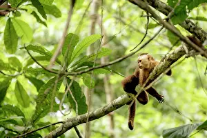 Colombia Prints: Santa Marta white-fronted capuchin (Cebus malitiosus) resting on branch