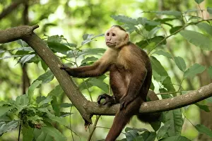 Colombia Prints: Santa Marta white-fronted capuchin (Cebus malitiosus) sitting on branch