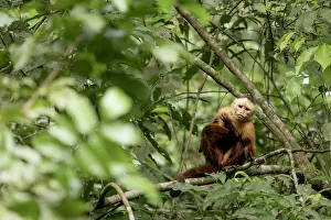 Colombia Prints: Santa Marta white-fronted capuchin (Cebus malitiosus) sitting in tree