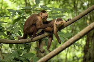 Grooming Prints: Two Santa Marta white-fronted capuchins (Cebus malitiosus) resting on branch allogrooming