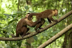 Grooming Prints: Two Santa Marta white-fronted capuchins (Cebus malitiosus) standing on branch allogrooming