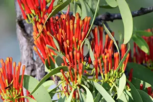 Myrtaceae Prints: Sanuinea mistletoe (Amyema sanguinea) in flower