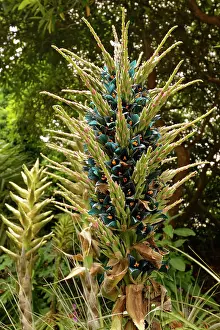 Bromeliale Prints: Sapphire tower (Puya alpestris) a Chilean bromeliad flowering in a sheltered British garden