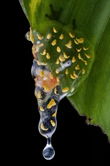 Dendropsophus Prints: Sarayacu clownfrog (Dendropsophus sarayacuensis) with its clutch of eggs developing