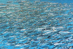 Bony Fish Collection: Sardine bait ball (Sardinops sagax) escaping Striped marlin (Tetrapturus audax)