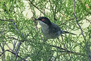 Scrubland Prints: Sardinian warbler (Curruca melanocephala) perched in scrub vegetation