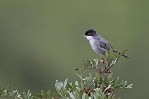 Songbirds Prints: Sardinian warbler (Sylvia melanocephala) Sierra de Andujar Jaen Andalucia, Spain, April