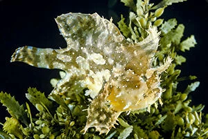Sargassum fish (Histrio histrio) at the sea surface with floating sargassum weed