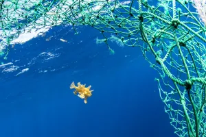 Sargassum fish (Histrio histrio) swimming with discarded fishing net, Dominica