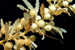 Black Background Prints: Sargassum (Sargassum sp.) close up, Tenerife, Canary Islands, Atlantic Ocean