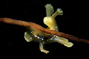 Seaweed Prints: Sargassum slug (Scyllaea pelagica) among drifting Sargassum (Sargassum sp)