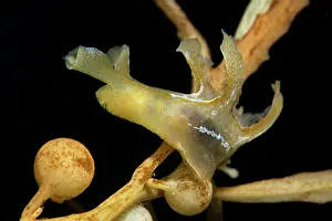 Seaweed Prints: Sargassum slug (Scyllaea pelagica) among drifting Sargassum (Sargassum sp)