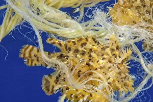 2020 April Highlights Gallery: Sargasumfish (Histiro histiro) two living in floating polypropylene rope. Hawaii