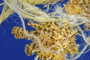 2020 April Highlights Prints: Sargasumfish (Histiro histiro) two living in floating polypropylene rope. Hawaii