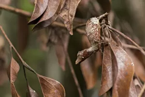 Andasibe Mantadia National Park Gallery: Satanic leaf-tailed gecko (Uroplatus phantasticus) on twig, Andasibe-Mantadia National Park