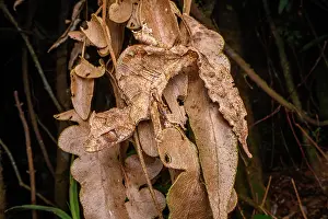 Gecko Prints: Satanic leaf-tailed gecko (Uroplatus phantasticus) camouflaged among dried leaves